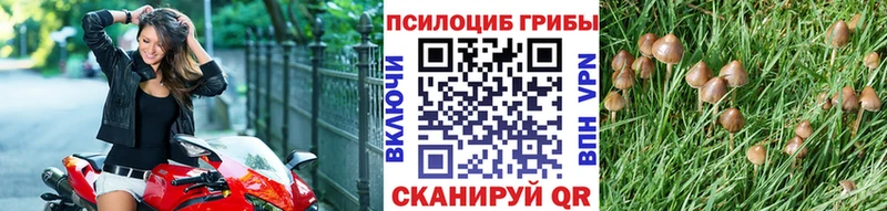darknet как зайти  Гаврилов Посад  Псилоцибиновые грибы Psilocybine cubensis  где купить  